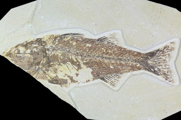 Bargain, Mioplosus Fossil Fish - Uncommon Species #105329